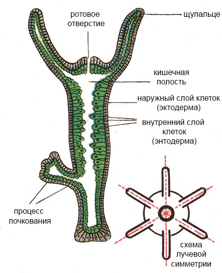 Кракен перейти