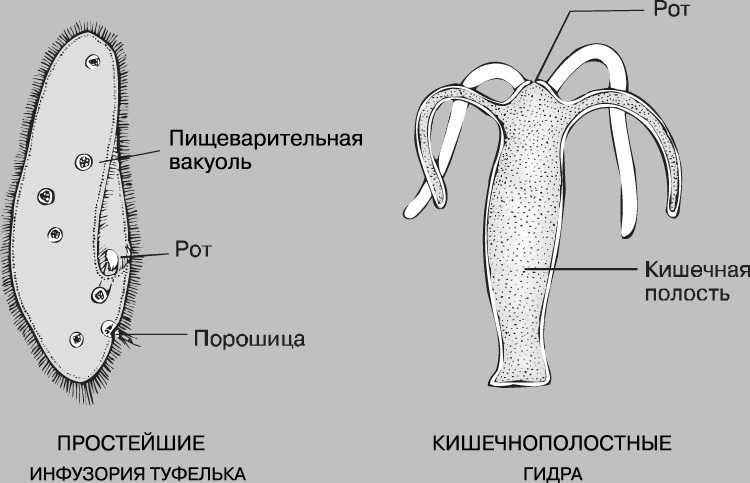 Восстановить аккаунт кракен